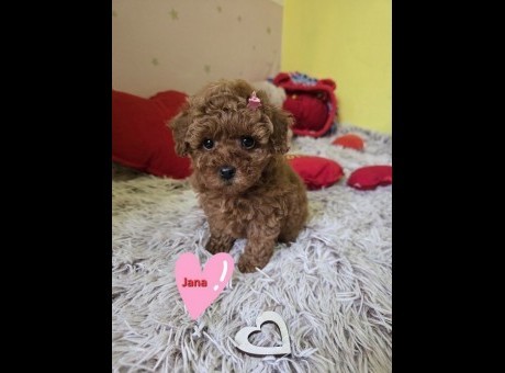 1 crvena toy pudla ns0226.jpg